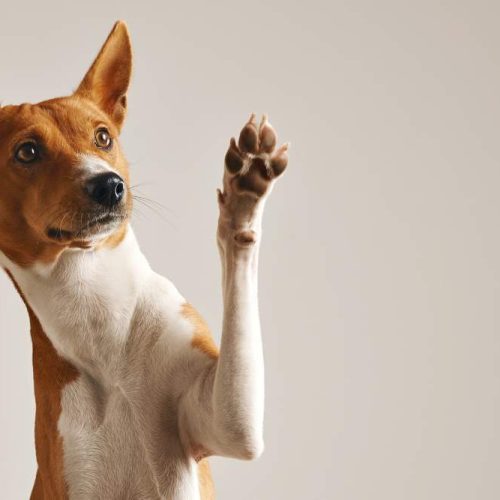 adorable-brown-and-white-basenji-dog-smiling-and-giving-high-five-isolated-on-white