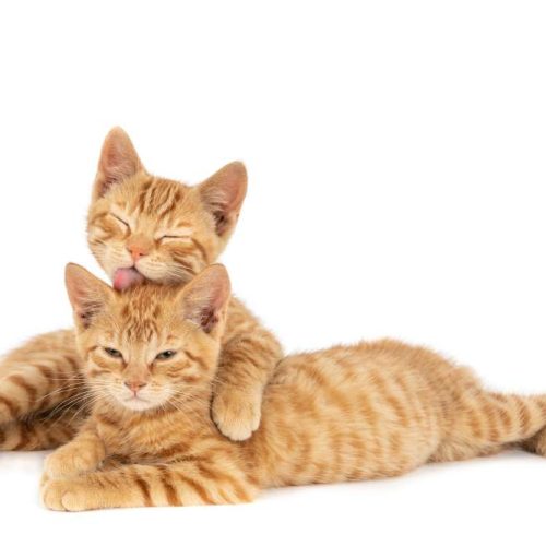 closeup-shot-of-one-ginger-cat-hugging-and-licking-the-other-isolated-on-white-wall