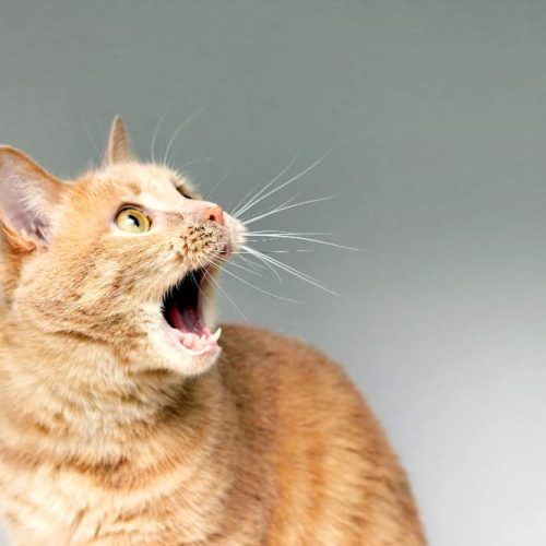 the-surprised-cat-the-amazement-of-the-cat-open-your-mouth-in-surprise-an-extreme-degree-of-surprise-frightened-cat-be-in-shock-stupor